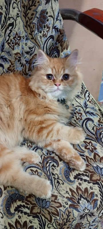 Persian adult male cat  doll face 1