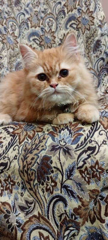 Persian adult male cat  doll face 2