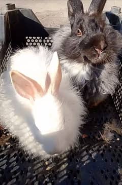 Angora pair