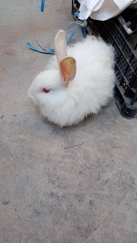 Angora pair 1