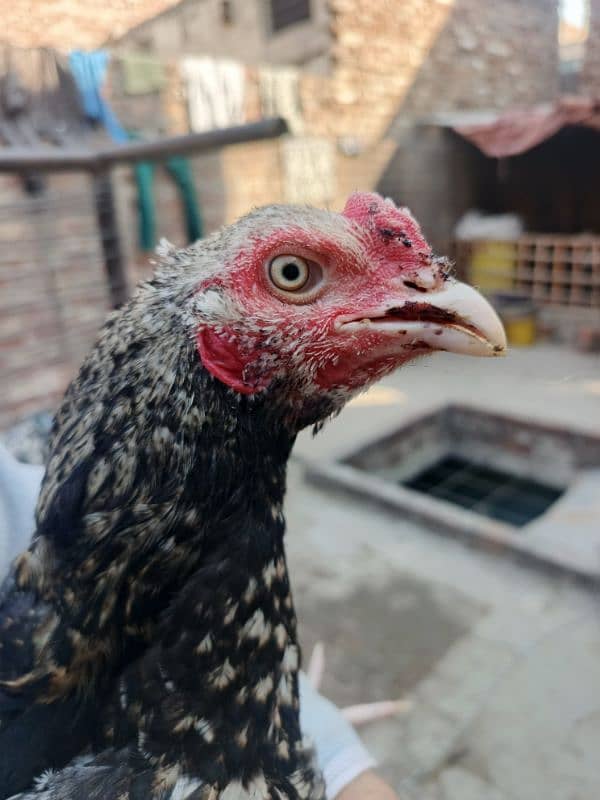 Aseel mianwali pure home breed for sale 9