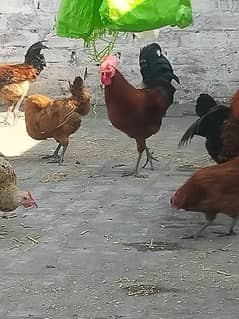 egg laying hens