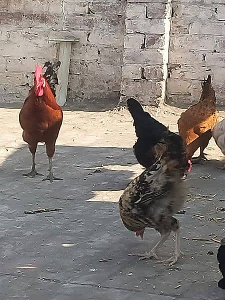 egg laying hens 5