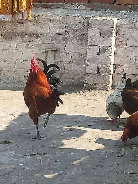 egg laying hens 6