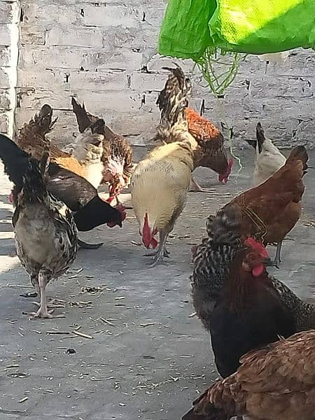 egg laying hens 8