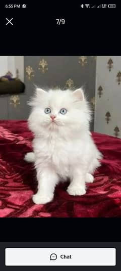 Persian kittens for sale Only contact whatup number 03292450497