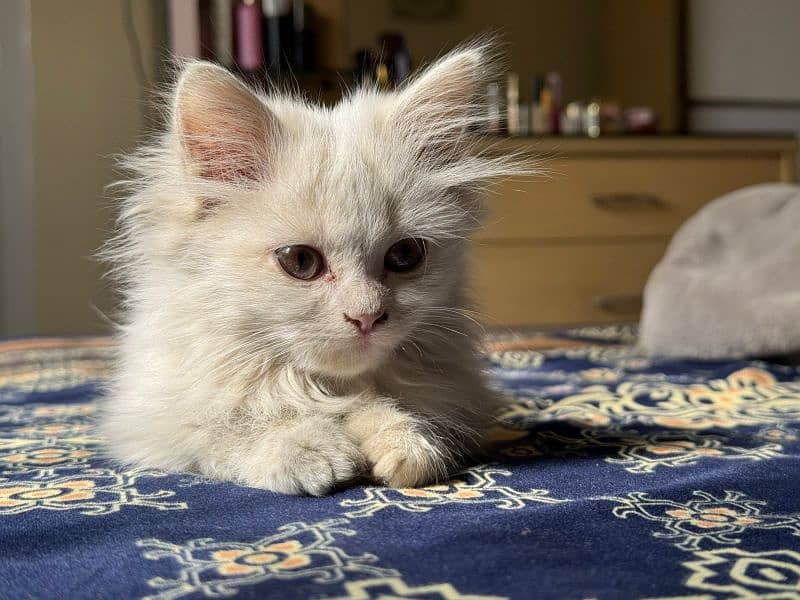 Persian kitten 3