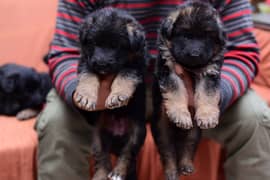 German shepherd long coat puppies