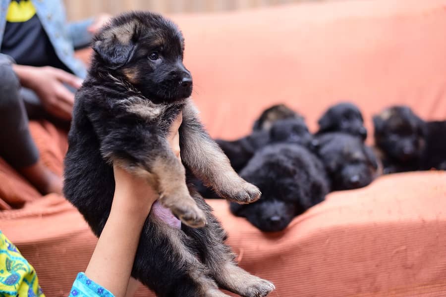 German shepherd long coat puppies 2