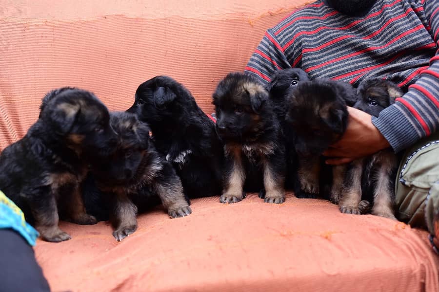 German shepherd long coat puppies 3