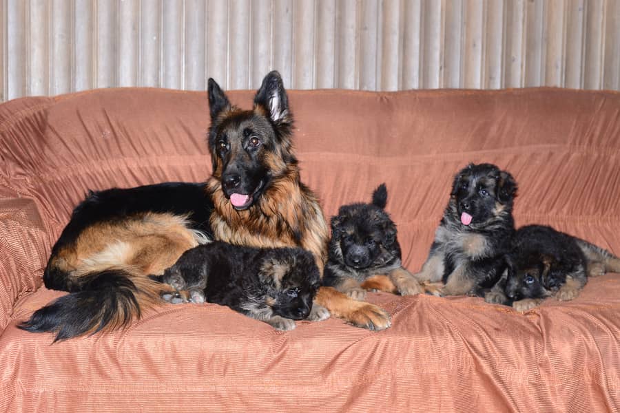 German shepherd long coat puppies 6