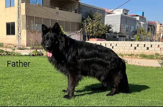 German shepherd long coat puppies 7