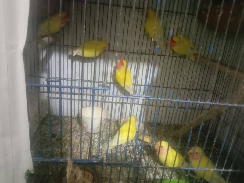 love birds breeder pairs for sale 0