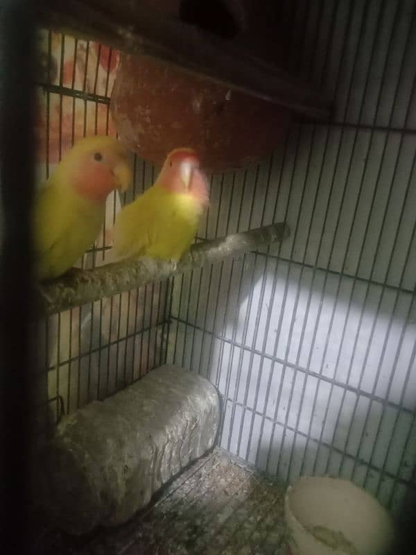 love birds breeder pairs for sale 1