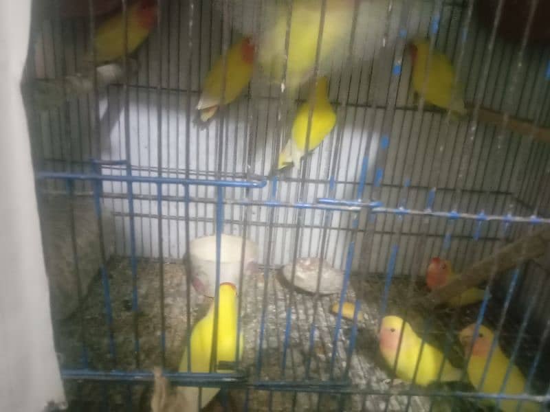 love birds breeder pairs for sale 2