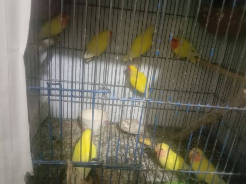 love birds breeder pairs for sale 3