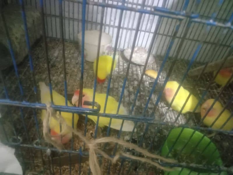 love birds breeder pairs for sale 4