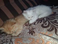 golden and white kitten pair punch & doll face