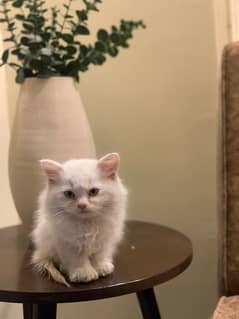 Persian kitten for sale