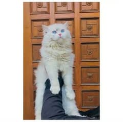 Persian Punch face triple coat cat male