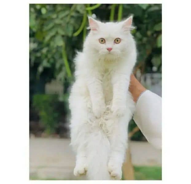 Persian Punch face triple coat cat male 2