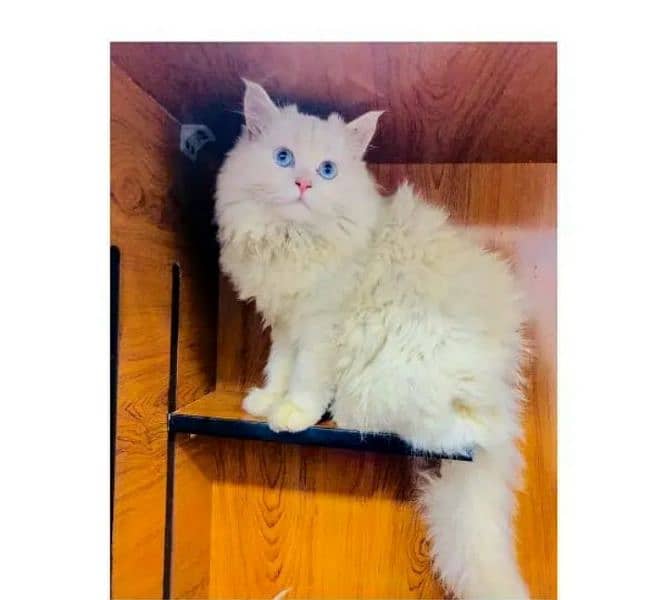 Persian Punch face triple coat cat male 3