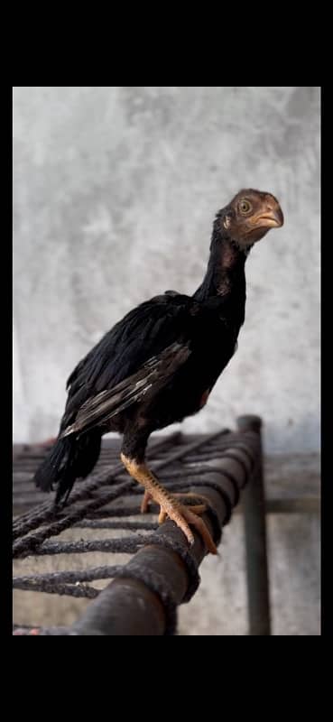 Indian Parrot Beak long Tail female chick 0