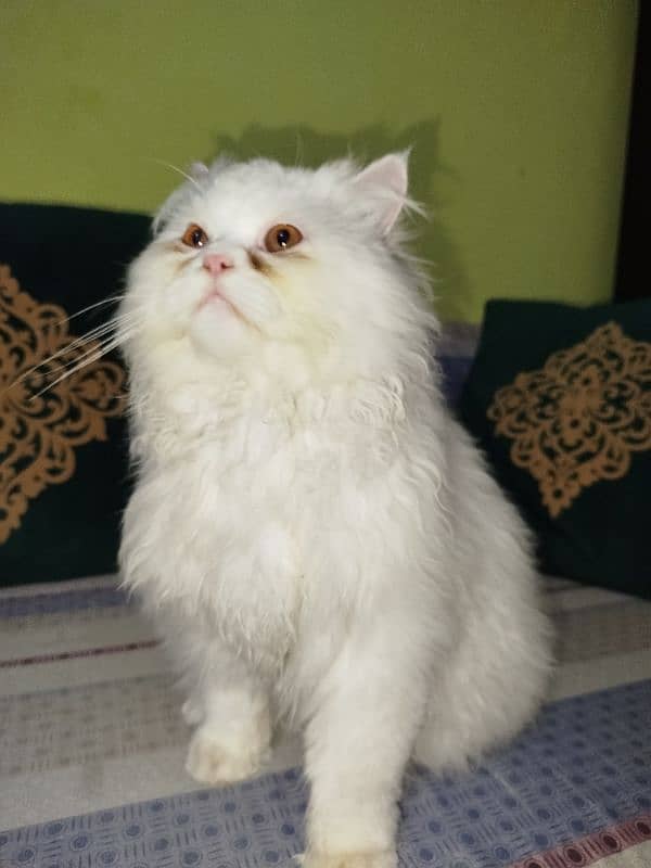 Persian cat 0