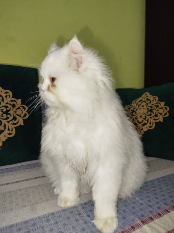 Persian cat 1