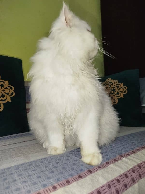 Persian cat 2