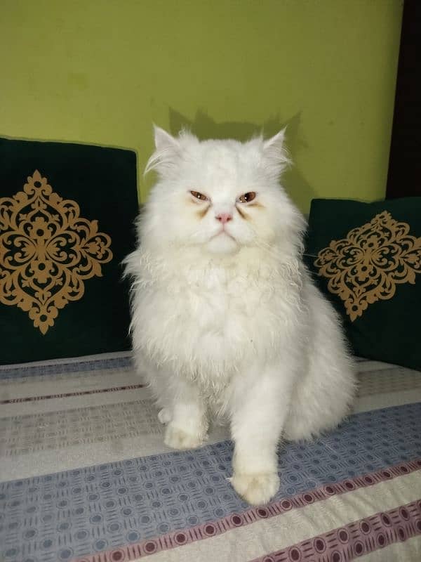 Persian cat 3