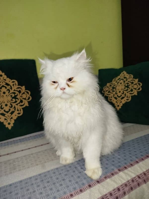 Persian cat 4