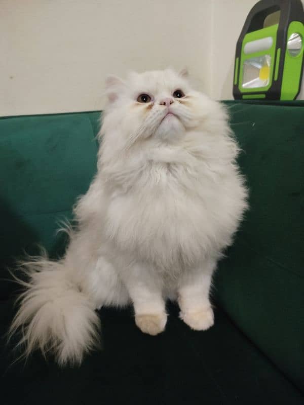 Persian cat 5