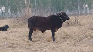 Cow