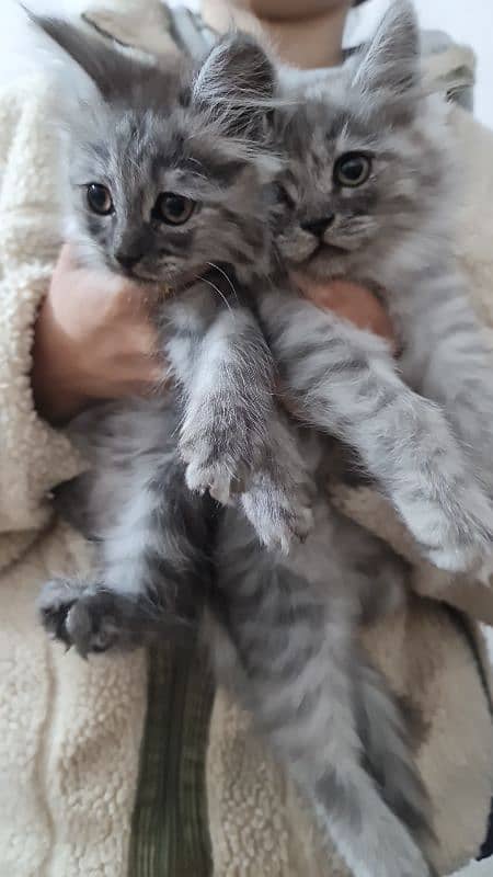 Persian kittens, cats. 1