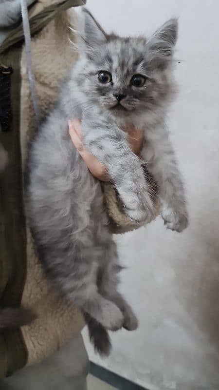 Persian kittens, cats. 5