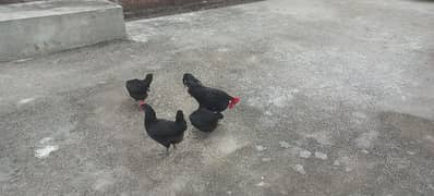 egg laying hen for urjurnt sale best prize