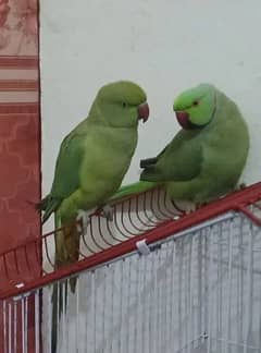 breader parrot pair exchang