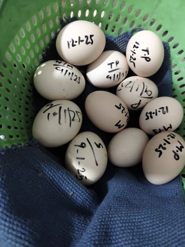 Aseel Hen fertile Eggs And chicks for sale Rs 200 1