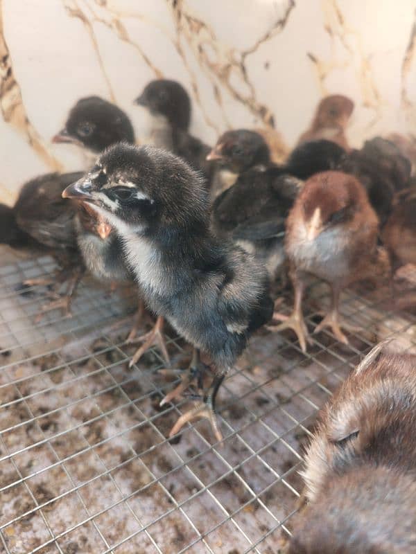 Aseel Hen fertile Eggs And chicks for sale Rs 200 2