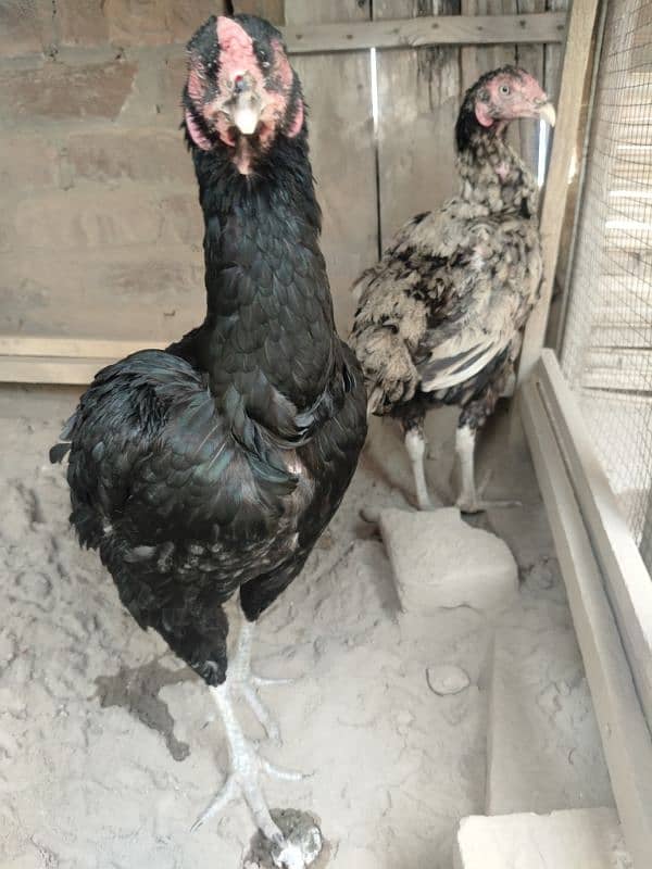 Aseel Hen fertile Eggs And chicks for sale Rs 200 5