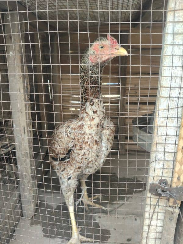 Aseel Hen fertile Eggs And chicks for sale Rs 200 6