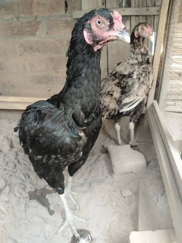 Aseel Hen fertile Eggs And chicks for sale Rs 200 7