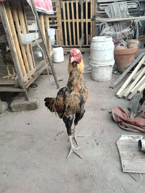 Aseel Hen fertile Eggs And chicks for sale Rs 200 8