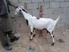 Bital bakri0314/5387877