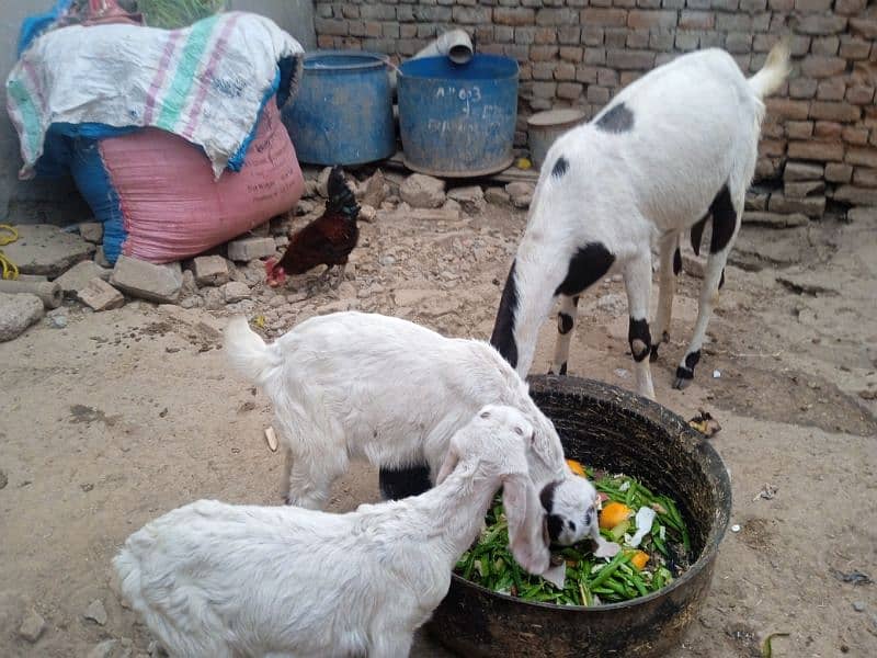 Bital bakri0314/5387877 3