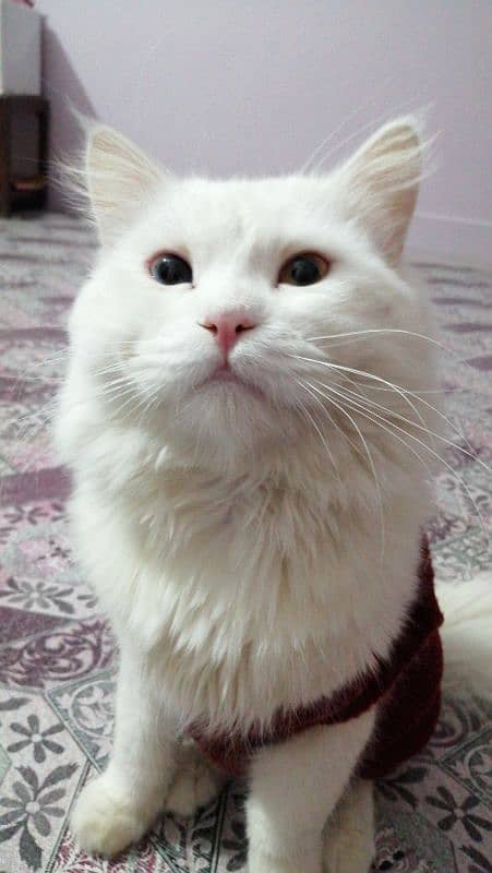 Odd-eyes Persian Male Cat 0