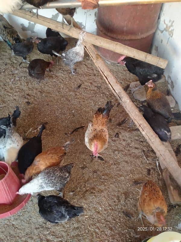 Cross Breed, Masri, RIR, Australorp 2