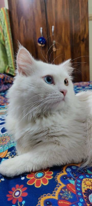 Odd-eyes Persian Male Cat 1