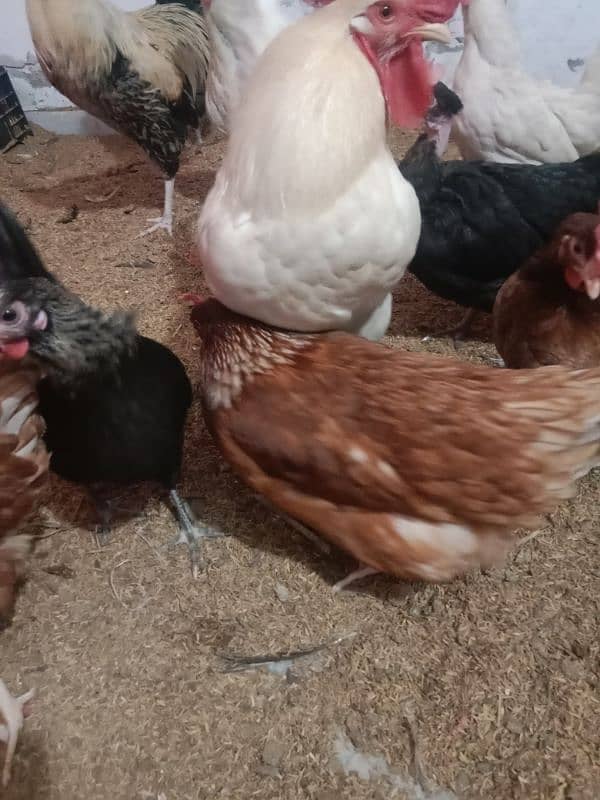 Desi Hens lohman brown 9